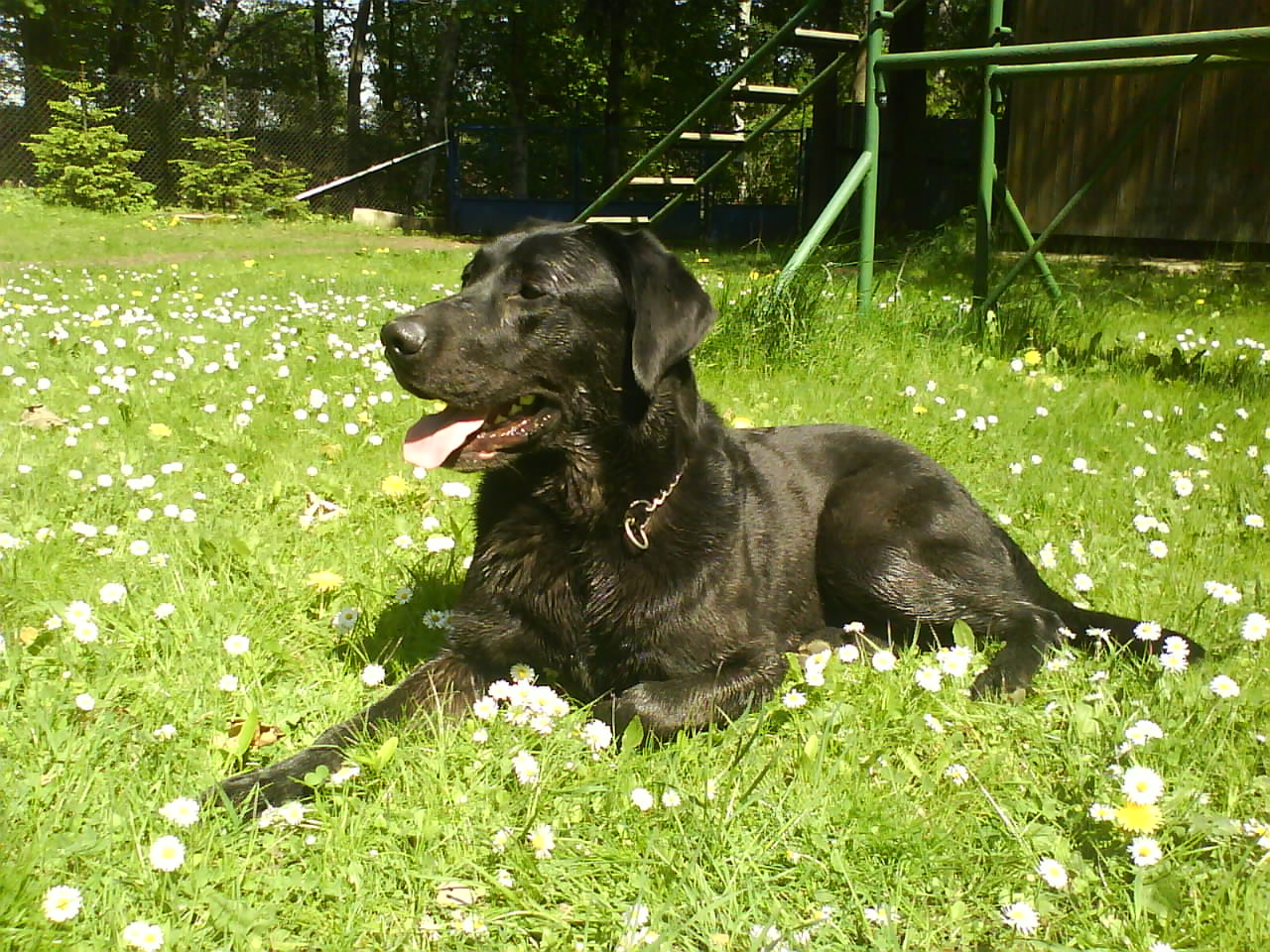 modelína.JPG