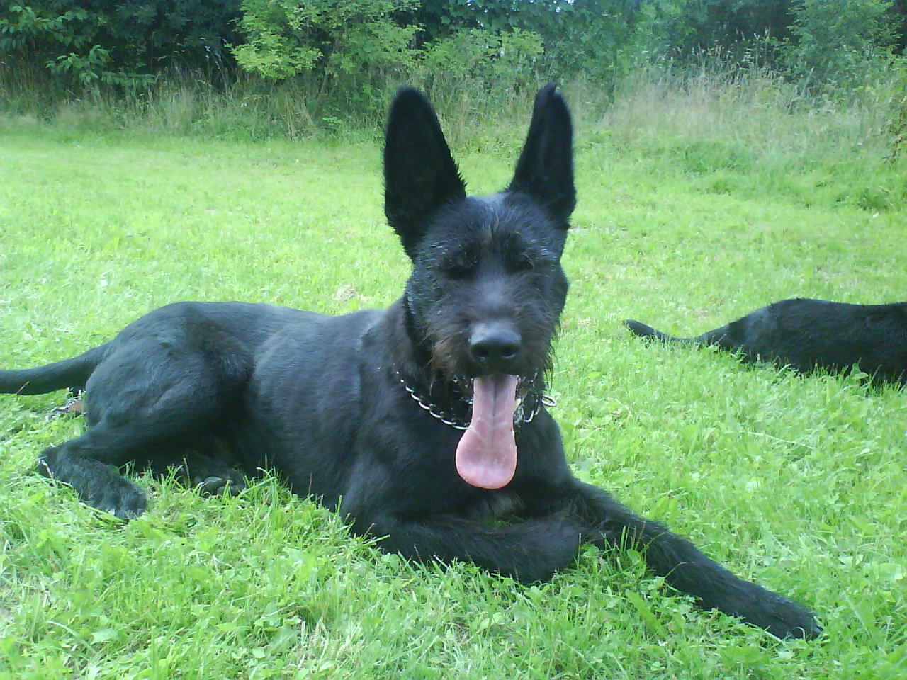 Churchill Church - schäferschnauzer