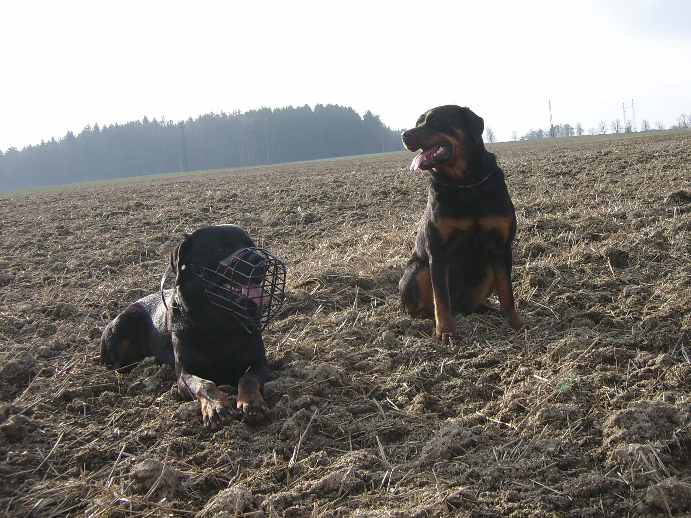 pole u hlavni silnice na Cheb_2008.JPG
